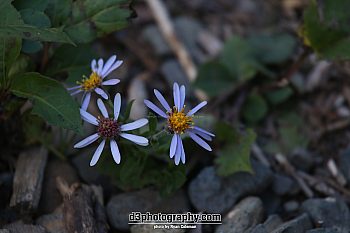 Big Leafed Aster in bloom