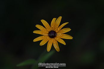 Dew on Black Eyed Susan