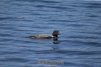 Common loon in lake