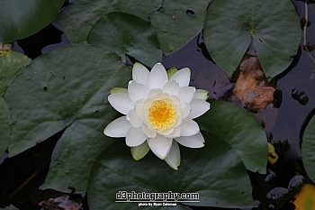 Pad Lily