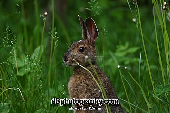 Snowshoe Hare in camp standing at attention