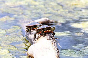 Turtles Sunning on a log in Lake Snelling